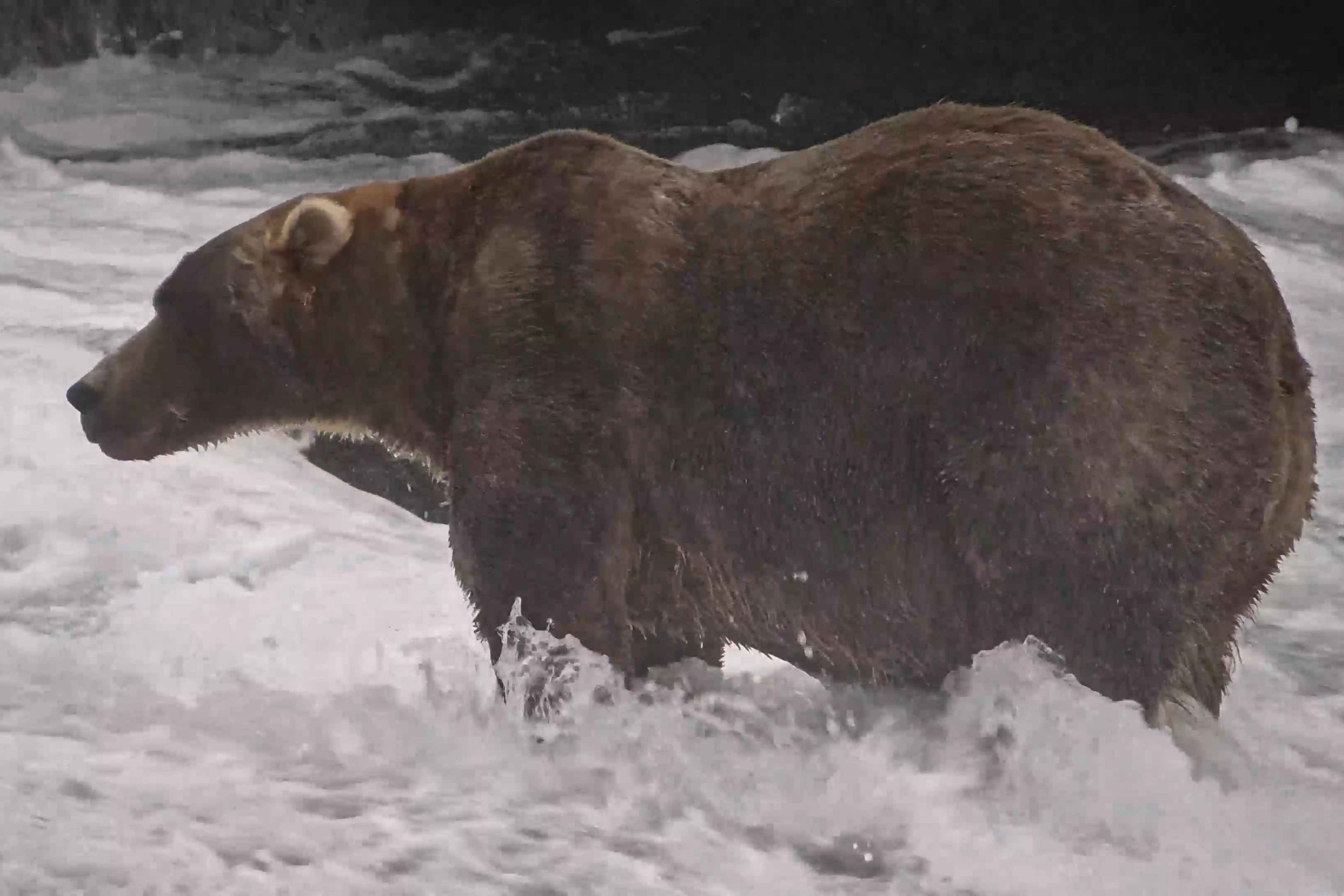 This image from video provided by explore.org shows a brown bear known as "Backpack"