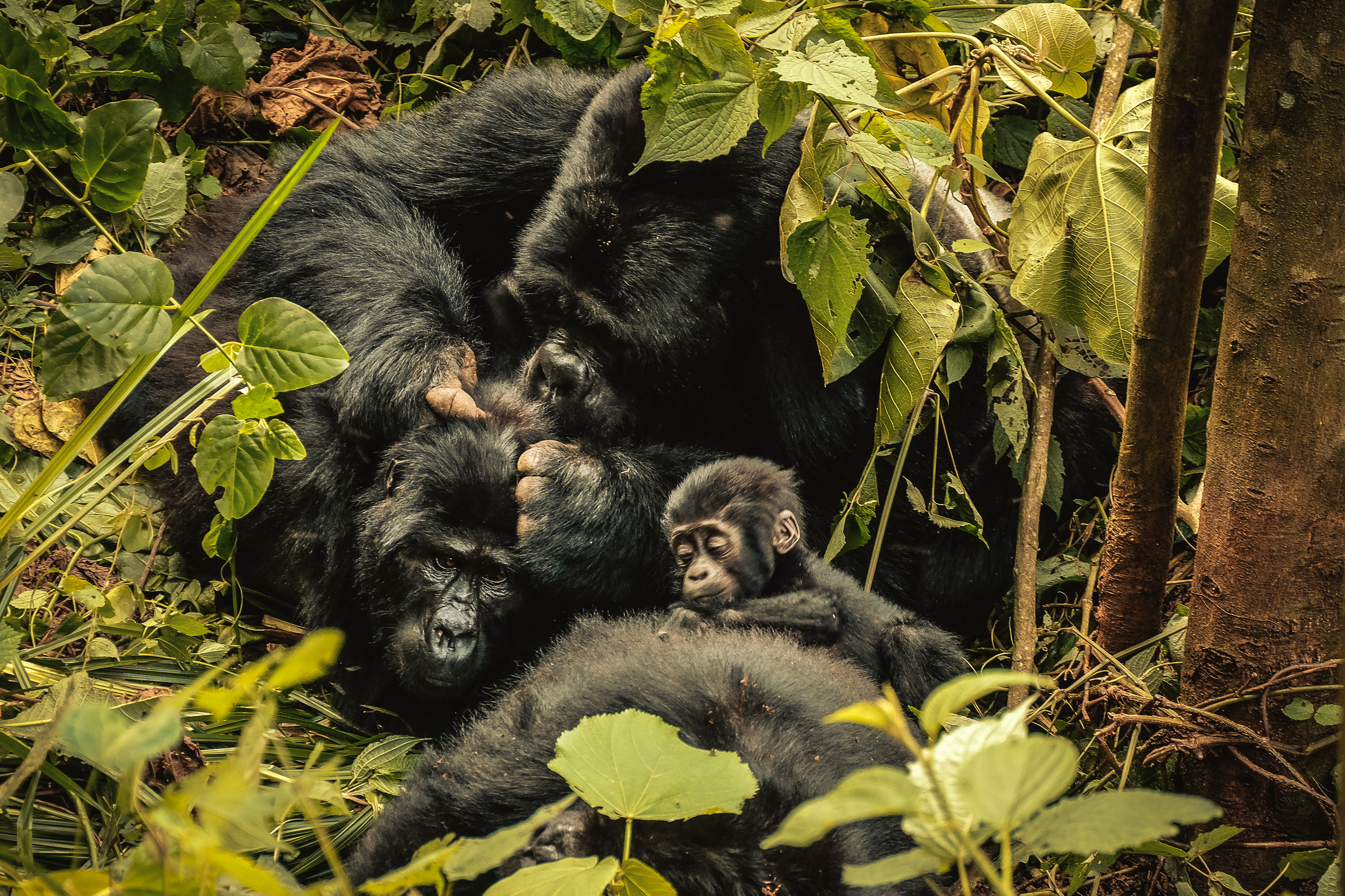 Bwindi
