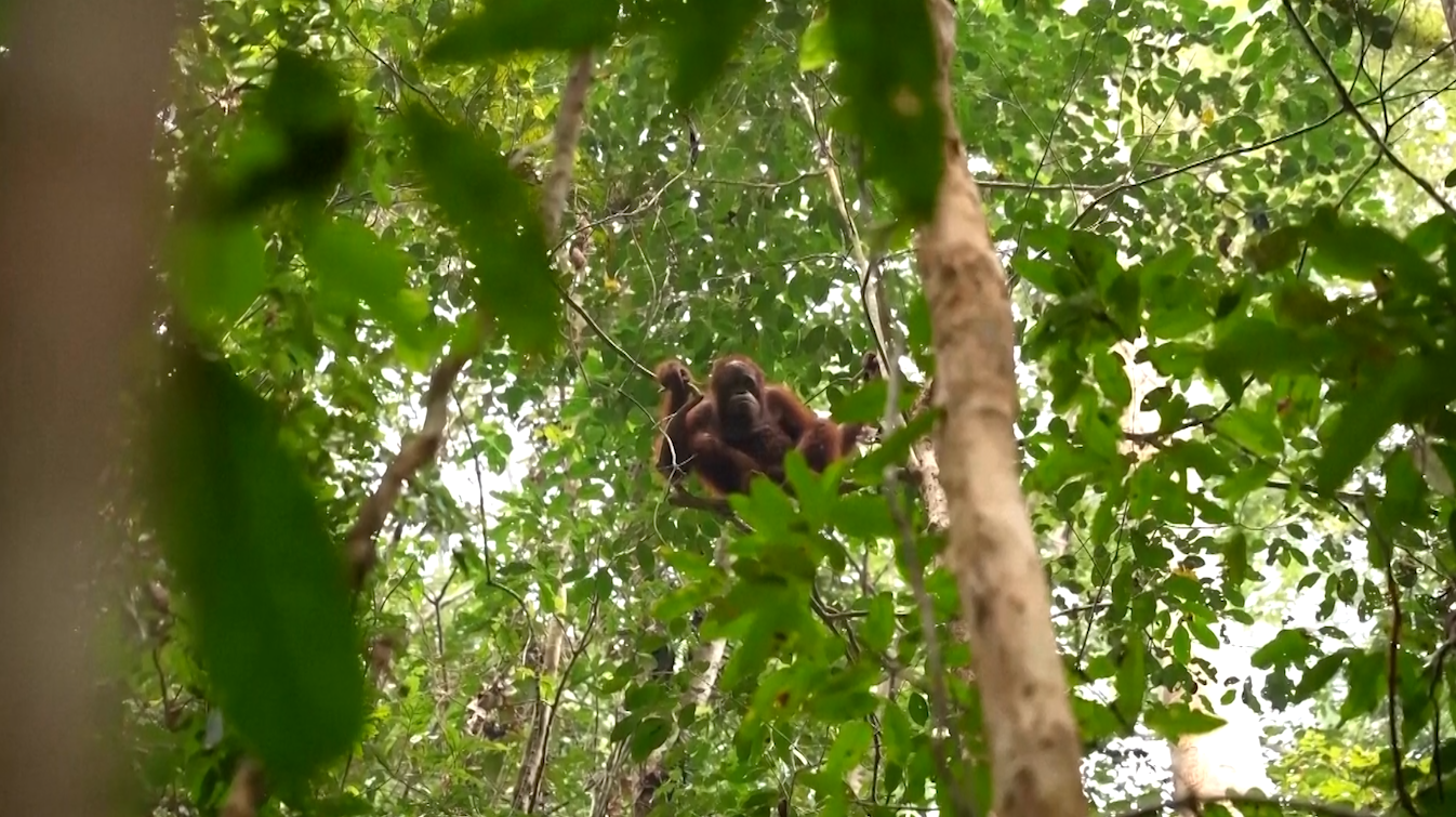 Eight orangutans find new forest home in Indonesia after wildfire rescue