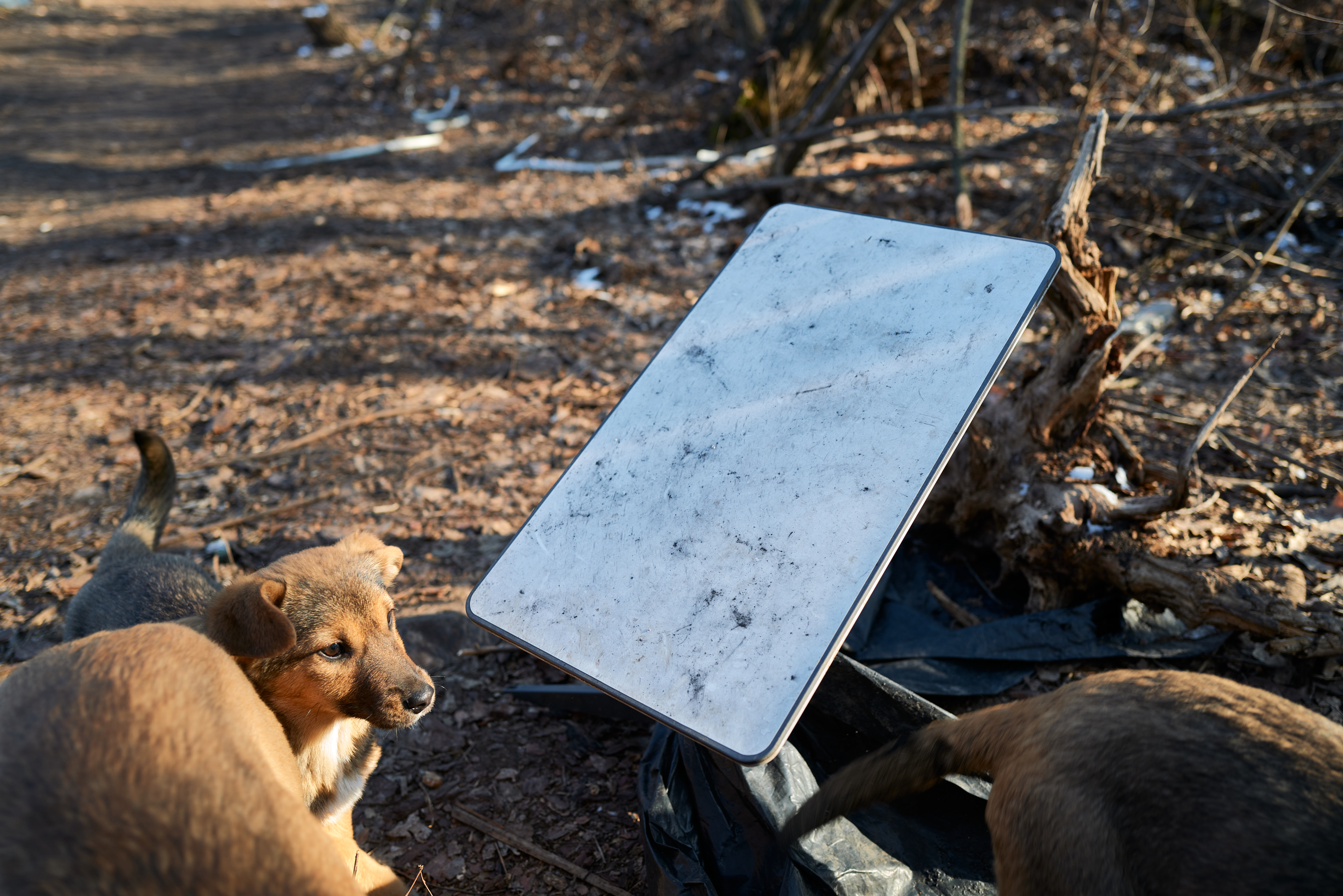 POKROVSK, UKRAINE - FEBRUARY 9: A Starlink device is pictured which connects the brigade to the internet as servicemen of the 155th Brigade of the Armed Forces of Ukraine operate a French-made CAESAR 155mm self-propelled howitzers on the frontline near Pokrovsk on February 9, 2025 in Pokrovsk, Ukraine. The 155th Brigade has been trained by the French Armed Forces. (Photo by Pierre Crom/Getty Images)